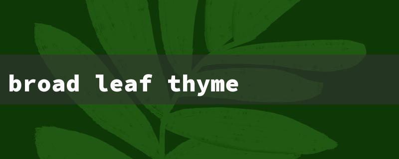 broad leaf thyme（Broad Leaf Thyme: Health Benefits）