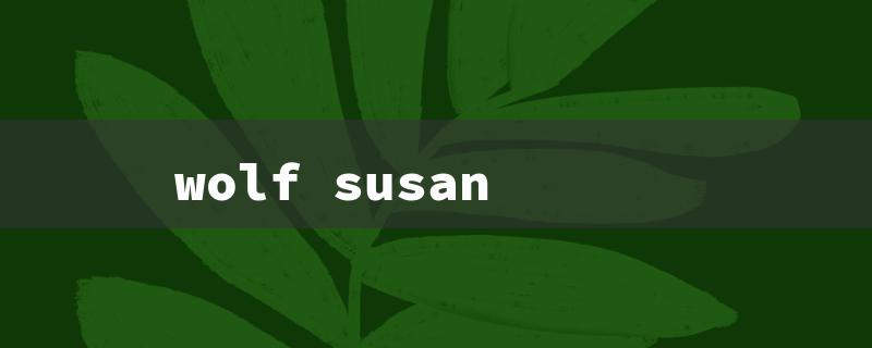 wolf susan（Wolf Susanoo Limit: 15 Characters）